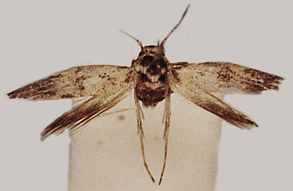 /filer/webapps/moths/media/images/S/scyphella_Scythris_HT_ZMUC.jpg