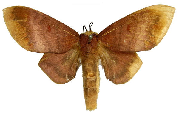 /filer/webapps/moths/media/images/S/scythropa_Pseudometa_HT_MfN.jpg