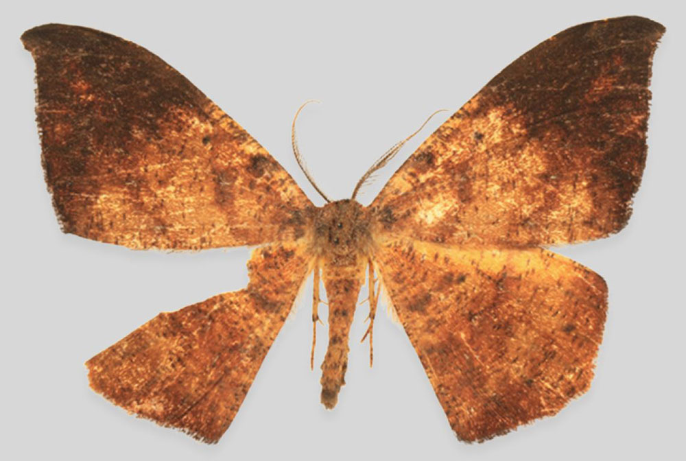 /filer/webapps/moths/media/images/S/sebastiani_Mesothisa_HT_ZSMa.jpg