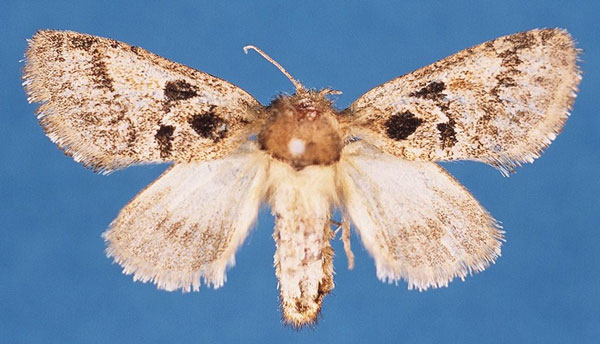 /filer/webapps/moths/media/images/S/sebelensis_Arbelodes_HT_BMNH_xZu6k5O.jpg