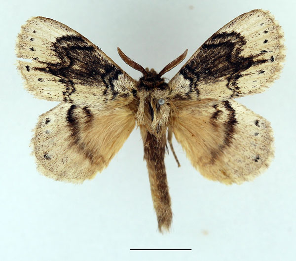 /filer/webapps/moths/media/images/S/secernenda_Closterothrix_AM_Basquin_01.jpg