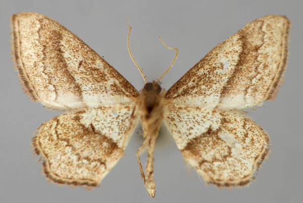 /filer/webapps/moths/media/images/S/seclusa_Scopula_PT_ZSM_02.jpg