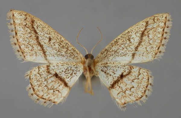 /filer/webapps/moths/media/images/S/seclusoides_Scopula_HT_ZSM_02.jpg