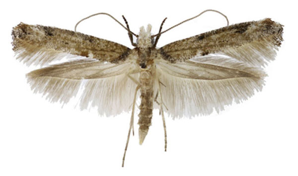 /filer/webapps/moths/media/images/S/secreta_Xyrosaris_AM_Agassiz.jpg