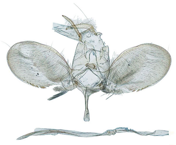 /filer/webapps/moths/media/images/S/secreta_Xyrosaris_GM_Agassiz_1300.jpg