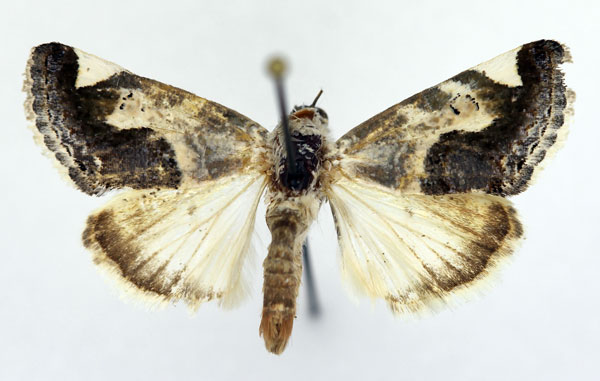 /filer/webapps/moths/media/images/S/secta_Acontia_AM_Aulombard_01.jpg