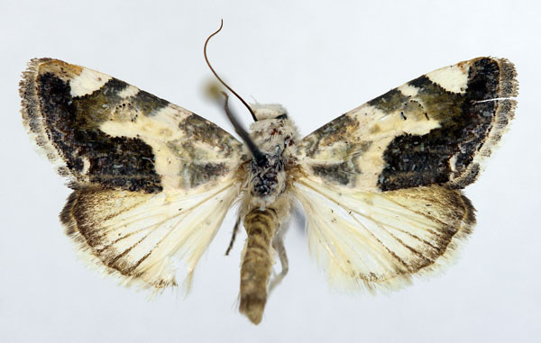/filer/webapps/moths/media/images/S/secta_Acontia_AM_Aulombard_02.jpg