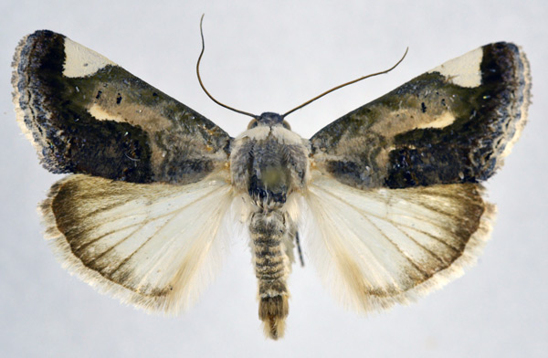 /filer/webapps/moths/media/images/S/secta_Acontia_AM_NHMO.jpg