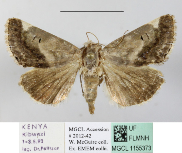 /filer/webapps/moths/media/images/S/secta_Acontia_A_MGCLa_01.JPG