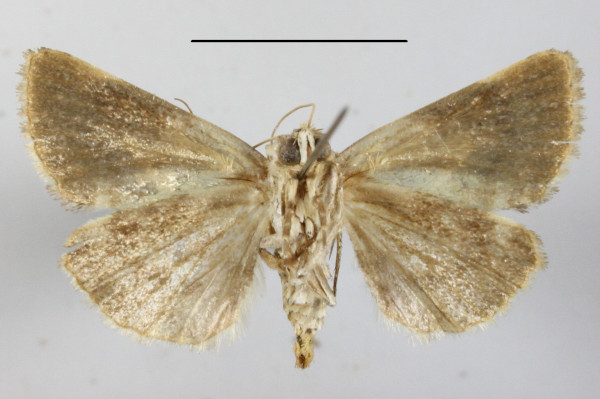 /filer/webapps/moths/media/images/S/secta_Acontia_A_MGCLb_01.JPG