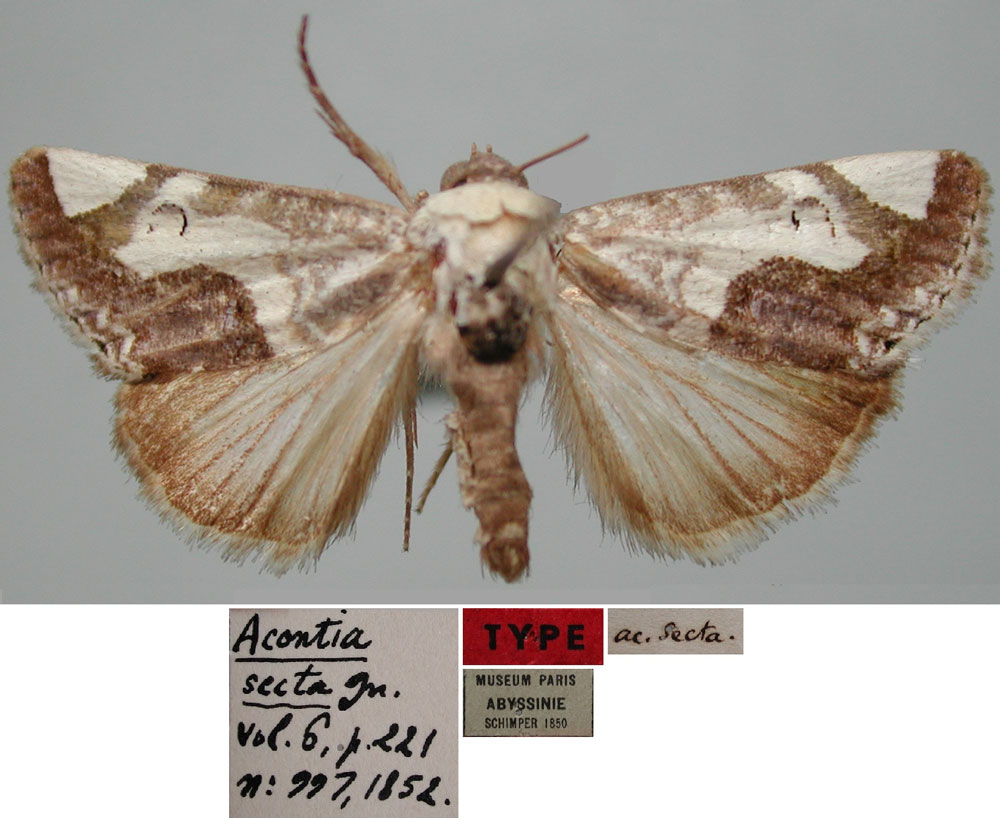 /filer/webapps/moths/media/images/S/secta_Acontia_HT_MNHN.jpg