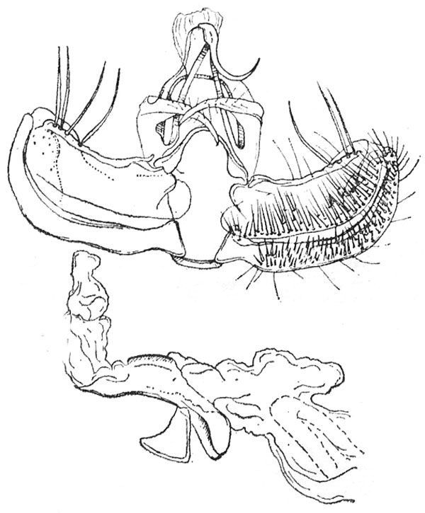 /filer/webapps/moths/media/images/S/sectatrix_Heterograptis_GMHT_ISEA.jpg