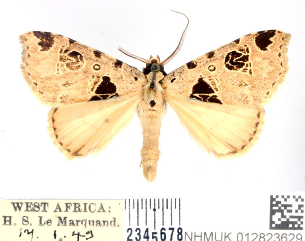 /filer/webapps/moths/media/images/S/secticona_Marcipa_AM_BMNH.jpg