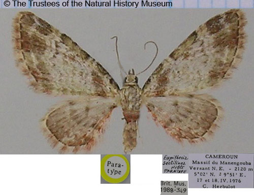 /filer/webapps/moths/media/images/S/sectilinea_Eupithecia_PTF_BMNH.jpg