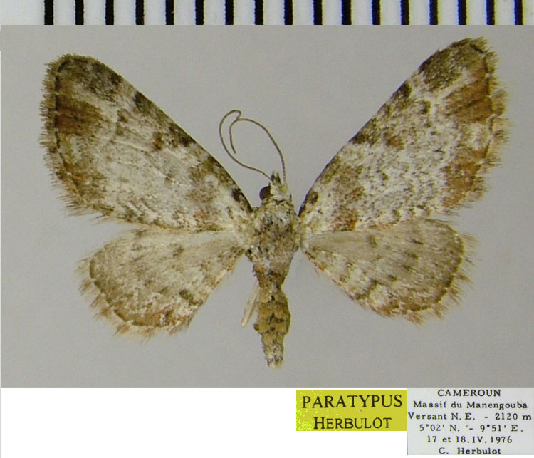 /filer/webapps/moths/media/images/S/sectilinea_Eupithecia_PTF_ZSM.jpg