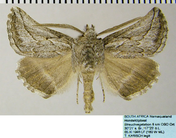 /filer/webapps/moths/media/images/S/sectilis_Drepanogynis_AM_ZSMa.jpg
