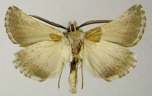 /filer/webapps/moths/media/images/S/sectilis_Drepanogynis_AM_ZSMb.jpg