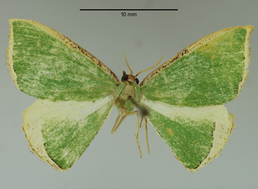 /filer/webapps/moths/media/images/S/secunda_Chlorodrepana_HT_Karisch.jpg