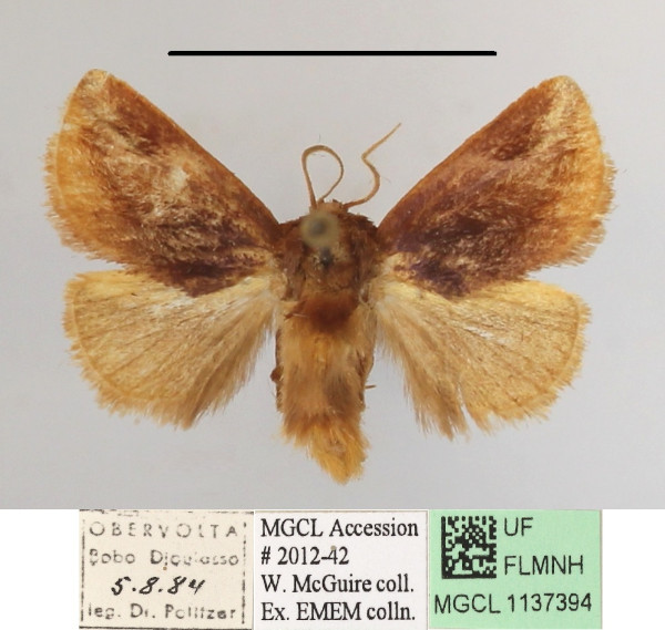 /filer/webapps/moths/media/images/S/secunda_Perola_A_MGCLa_01.JPG