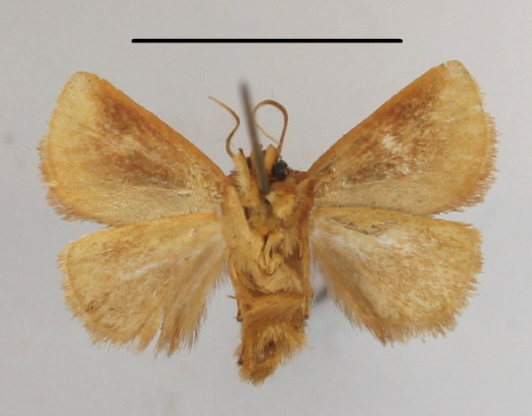 /filer/webapps/moths/media/images/S/secunda_Perola_A_MGCLb_01.JPG