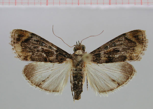 /filer/webapps/moths/media/images/S/secundaria_Othipagapaga_PT_ZMHB.jpg