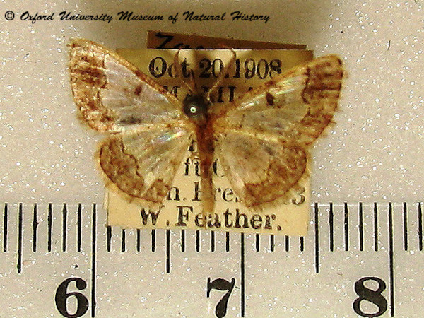 /filer/webapps/moths/media/images/S/secutaria_Zamarada_A_OUMNH.jpg
