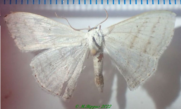 /filer/webapps/moths/media/images/S/sedata_Somatina_AM_Bippus.jpg