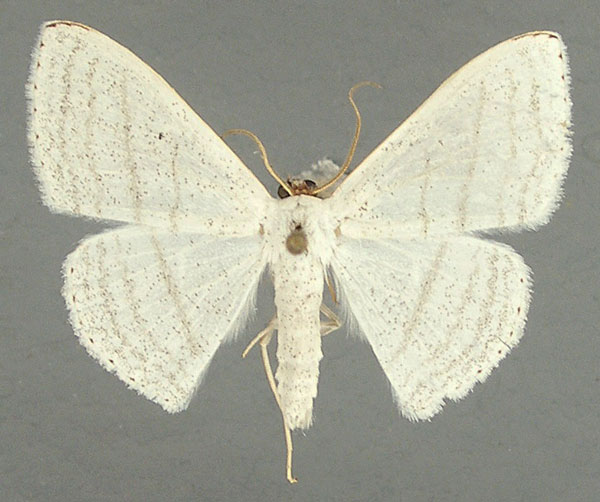 /filer/webapps/moths/media/images/S/sedata_Somatina_AM_TMSA.jpg