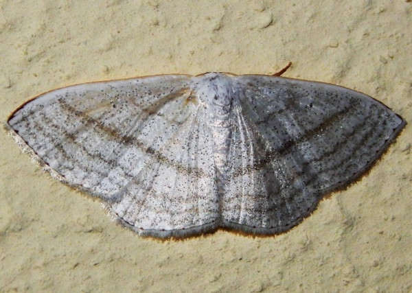 /filer/webapps/moths/media/images/S/sedata_Somatina_A_Grobler.jpg