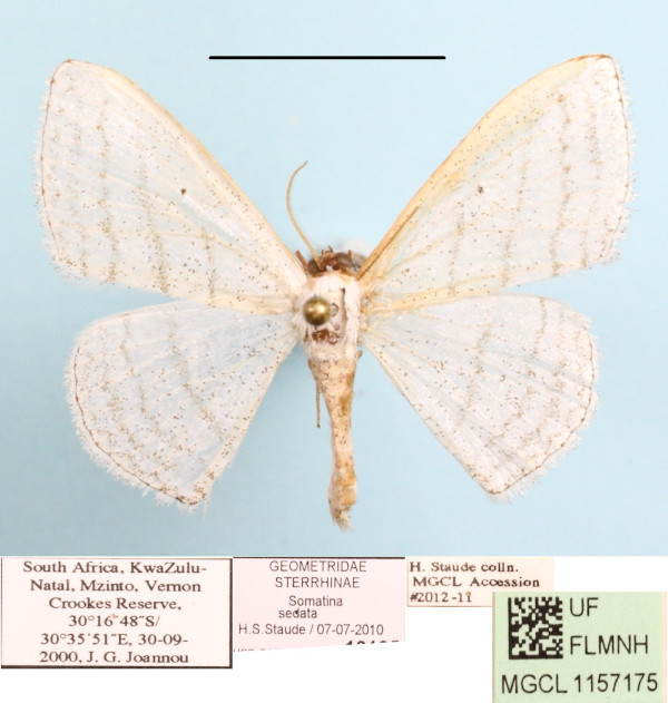/filer/webapps/moths/media/images/S/sedata_Somatina_A_MGCL_01.jpg
