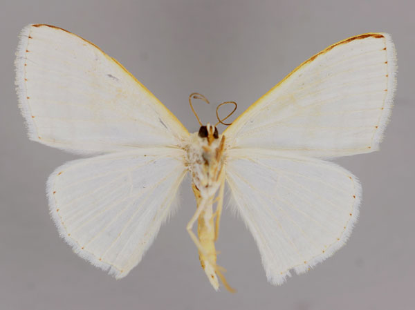 /filer/webapps/moths/media/images/S/sedata_Somatina_A_ZSM_02.jpg