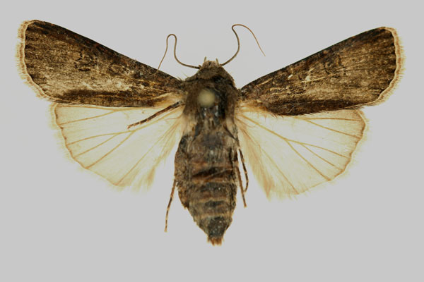 /filer/webapps/moths/media/images/S/segetum_Agrotis_AF_RMCA.jpg