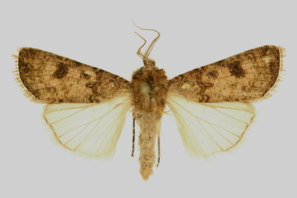 /filer/webapps/moths/media/images/S/segetum_Agrotis_AM_RMCA.jpg