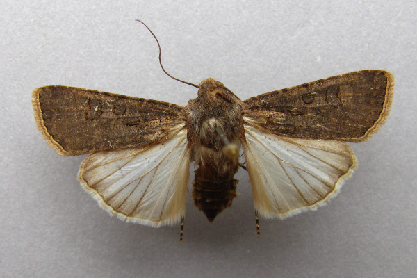 /filer/webapps/moths/media/images/S/segetum_Agrotis_A_Baron.jpg