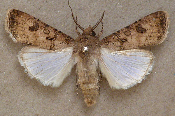 /filer/webapps/moths/media/images/S/segetum_Agrotis_A_Butler.jpg