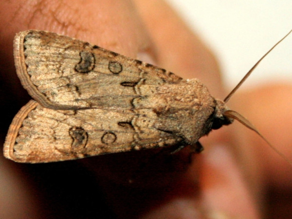 /filer/webapps/moths/media/images/S/segetum_Agrotis_A_Sydes.jpg
