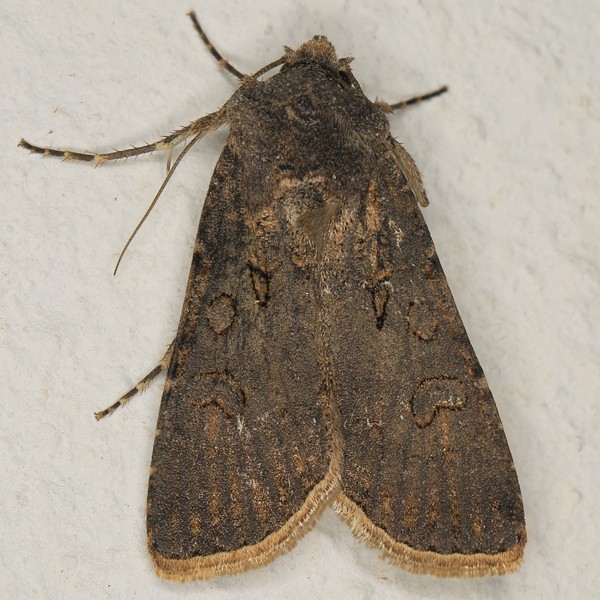 /filer/webapps/moths/media/images/S/segetum_Agrotis_F_Heyns_01.JPG