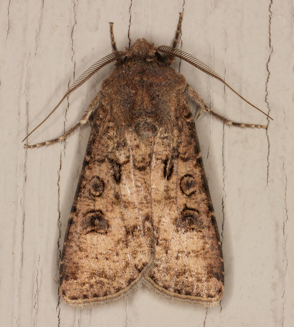 /filer/webapps/moths/media/images/S/segetum_Agrotis_M_Heyns_02.jpg