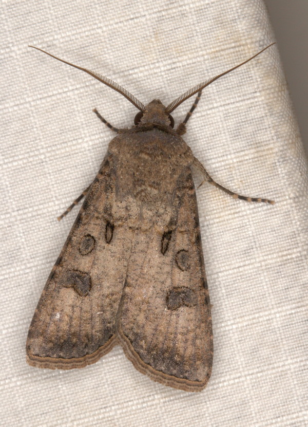 /filer/webapps/moths/media/images/S/segetum_Agrotis_M_Heyns_03.jpg
