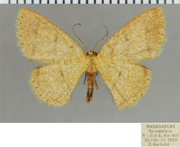 /filer/webapps/moths/media/images/S/segmentaria_Xenostega_AF_ZSM.jpg