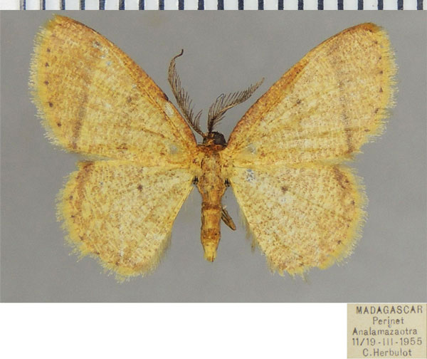 /filer/webapps/moths/media/images/S/segmentaria_Xenostega_AM_ZSMa.jpg