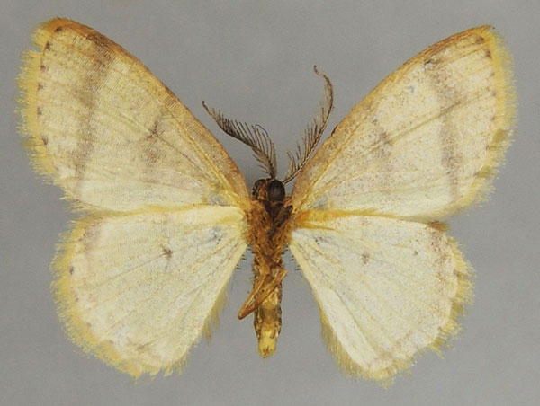 /filer/webapps/moths/media/images/S/segmentaria_Xenostega_AM_ZSMb.jpg