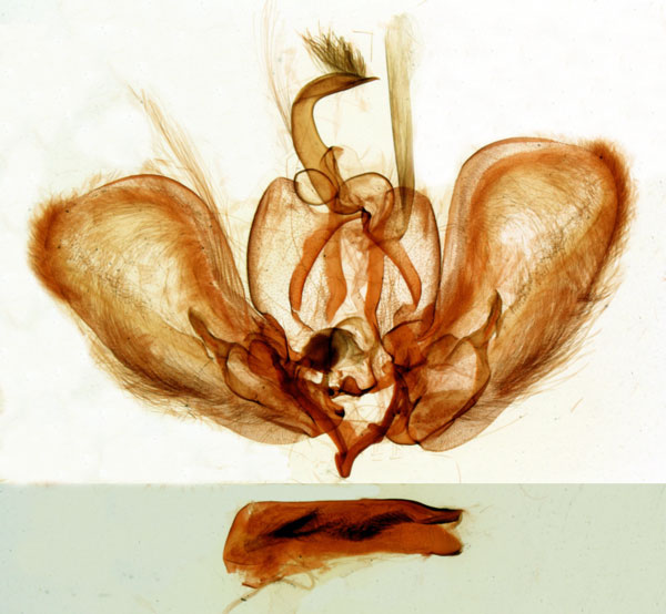 /filer/webapps/moths/media/images/S/segreta_Eutamsia_GMHT_MNHN_3810.jpg