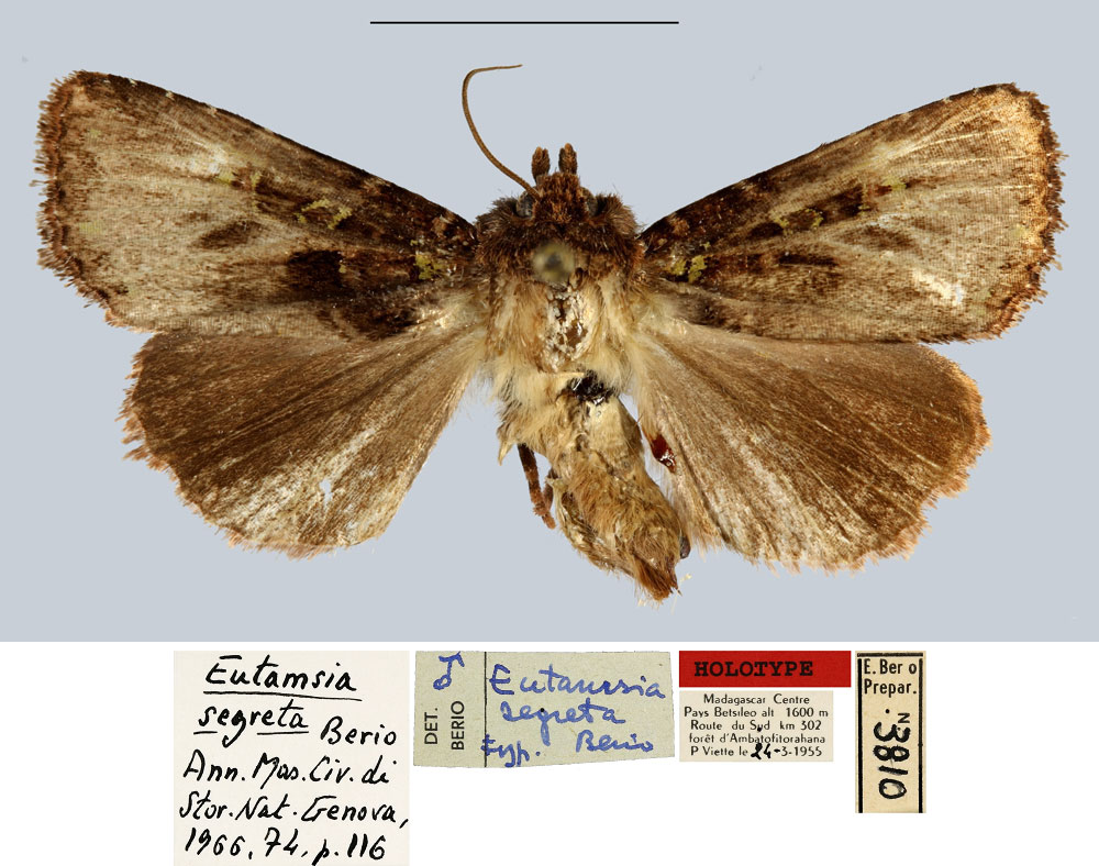 /filer/webapps/moths/media/images/S/segreta_Eutamsia_HT_MNHN.jpg