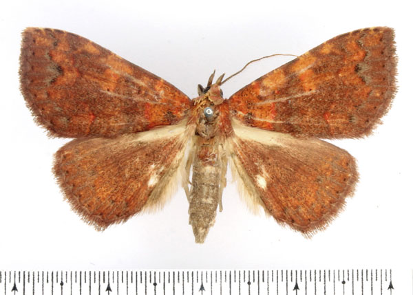 /filer/webapps/moths/media/images/S/sejuncta_Phlogochroa_AF_BMNH.jpg