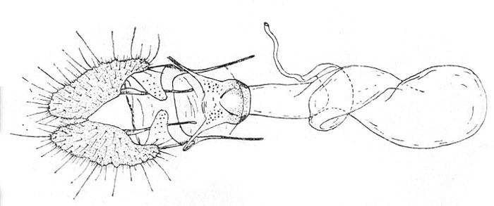 /filer/webapps/moths/media/images/S/seladonia_Rubrograptis_GFHT_ISEA.jpg