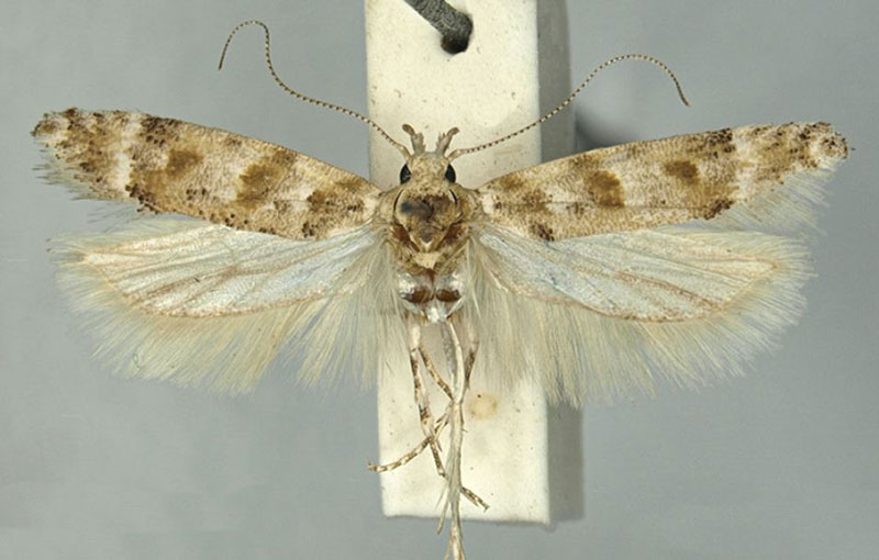 /filer/webapps/moths/media/images/S/selectoides_Scrobipalpa_HT_TMSA.jpg