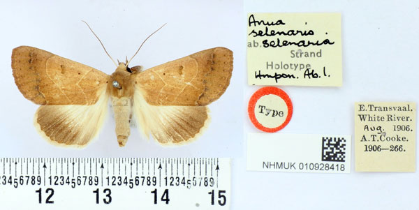 /filer/webapps/moths/media/images/S/selenaria_Anua_ST_BMNH.jpg