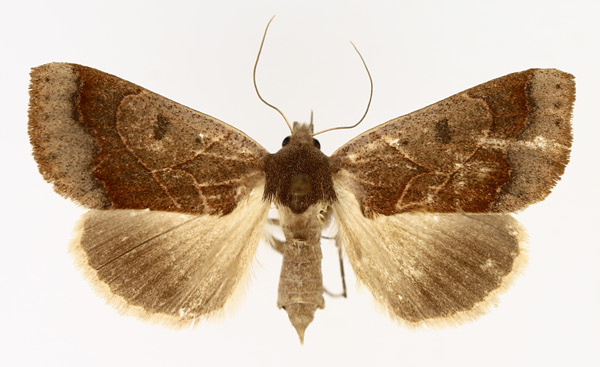 /filer/webapps/moths/media/images/S/selenaris_Ophiusa_AF_TMSA_01.jpg