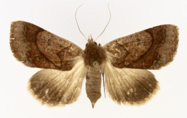 /filer/webapps/moths/media/images/S/selenaris_Ophiusa_AF_TMSA_02.jpg